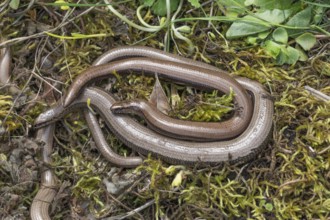 Several slow worms (Anguis fragilis) are intertwined and lying on mossy ground, Baden-WÃ¼rttemberg,