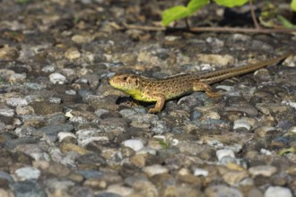 A sunbathing female sand lizard (Lacerta agilis) lying on a stony ground in a natural environment,