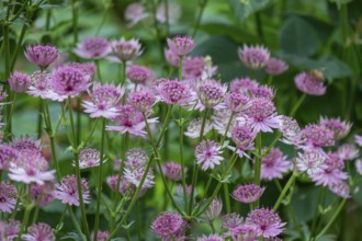 Astrantia major (Astrantia major), Lower Rhine, North Rhine-Westphalia, Germany