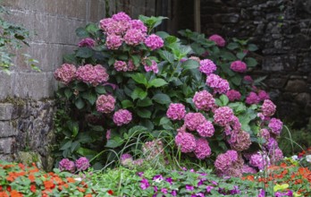 Pink hydrangeas (Hydrangea), Brittany, France