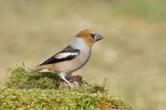 Hawfinch (Coccothraustes coccothraustes), male, sitting on a moss-covered tree stump, wildlife,