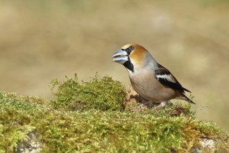 Hawfinch (Coccothraustes coccothraustes), male, sitting on a moss-covered tree stump, wildlife,