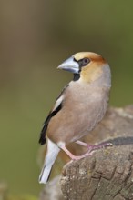 Hawfinch (Coccothraustes coccothraustes), male, sitting on dead wood, wildlife, colourful plumage,