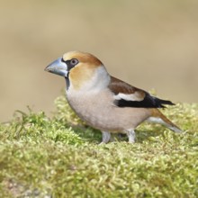 Hawfinch (Coccothraustes coccothraustes), male, sitting on a moss-covered tree stump, wildlife,