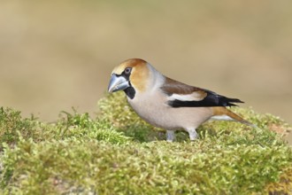 Hawfinch (Coccothraustes coccothraustes), male, sitting on a moss-covered tree stump, wildlife,