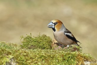 Hawfinch (Coccothraustes coccothraustes), male, sitting on a moss-covered tree stump, wildlife,