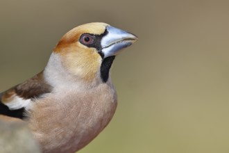Hawfinch (Coccothraustes coccothrautes), in the forest, animal portrait, Wilnsdorf, North