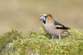 Hawfinch (Coccothraustes coccothraustes), male, sitting on a moss-covered tree stump, wildlife,