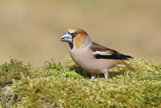 Hawfinch (Coccothraustes coccothraustes), male, sitting on a moss-covered tree stump, wildlife,