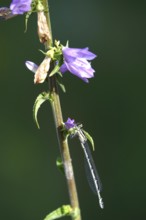 Dragonfly on a plant on the lakeshore, July, Germany