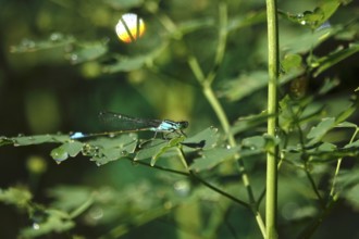 Dragonfly on a plant on the lakeshore, July, Germany