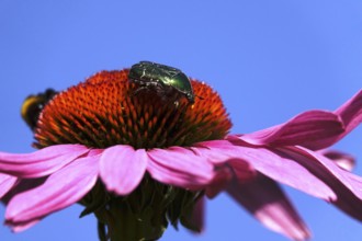 Rose chafer on the flower of a coneflower, macro photography, Germany