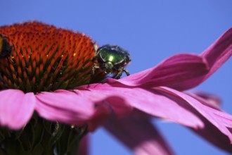 Rose chafer on the flower of a coneflower, macro photography, Germany