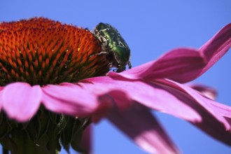 Rose chafer on the flower of a coneflower, macro photography, Germany