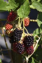 Blackberries on a blackberry bush, July, Germany