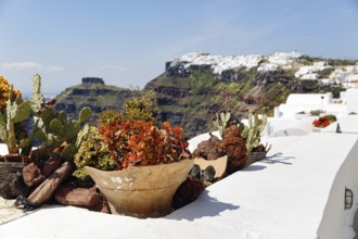 Flower pot on a house roof, Firostefani, Santorini, Greece
