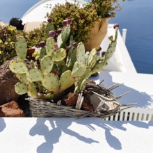 Flower pot, Opuntia on the roof of a house, Firostefani, Santorini, Greece