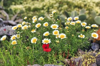 Crowned poppy (Glebionis coronaria), daisy flower and poppy (Papaver) on the hiking trail from Fira