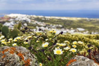 Glebionis coronaria, daisy flower and ferruginous volcanic rock, Oia, Thira, Santorini, Cyclades,