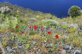 Corn poppy, coastline, edge of the caldera, hiking trail from Fira to Oia, Thira, Santorini,