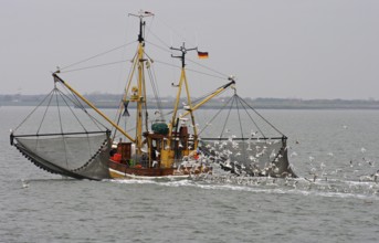 Crab cutter, seagulls, North Sea, fishing trip, East Frisia, Lower Saxony, Germany, North Sea
