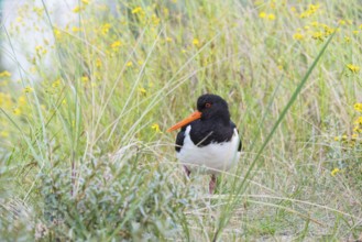 An African oystercatcher (Haematopus ostralegus) with long red beak, red eyes and black and white
