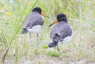 Two young African oystercatchers (Haematopus ostralegus), juvenile, with long red and black beak,