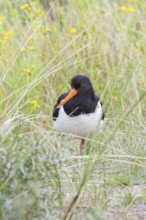 An African oystercatcher (Haematopus ostralegus) with long red beak, red eyes and black and white