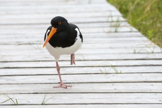 An oystercatcher (Haematopus ostralegus) with a long red beak, red eyes and black and white