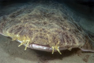 Close-up of angel shark head with clearly visible whiskers palpation organs taste organs on top of