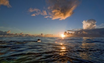 View at sunset with evening sky at sea surface of tropical sea on shark fin Shark fin can be seen
