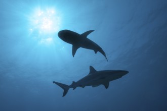 Backlit photograph with silhouette of two sharks (Cargachrhinus) swimming under the sea surface