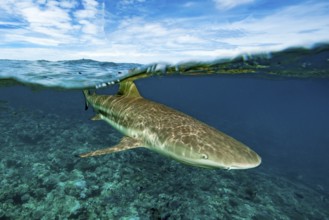 Split shot, half-and-half shot, split shot, photo half above water half underwater of blacktip reef