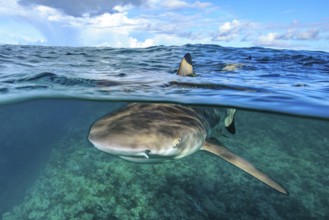 Split shot half-and-half shot split shot, photo half above water half underwater with typical