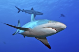 Close-up of Grey reef shark (Carcharhinus amblyrhynchos) swimming with spread fins shark fins shark