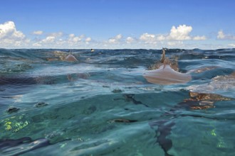 Image at water surface of mock attack of Grey reef shark (Carcharhinus amblyrhynchos) Grey reef