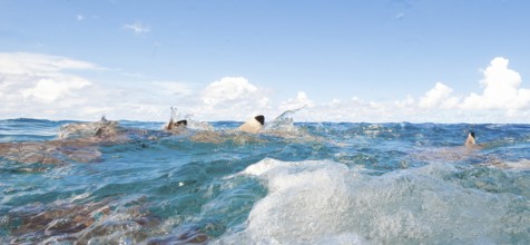 Small group of blacktip reef sharks (Carcharhinus melanopterus) Blacktip reef sharks hunt for prey