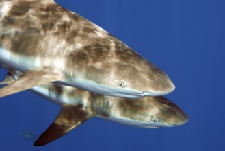 Close-up of head front body front body of pair of Grey reef sharks (Carcharhinus amblyrhynchos) two