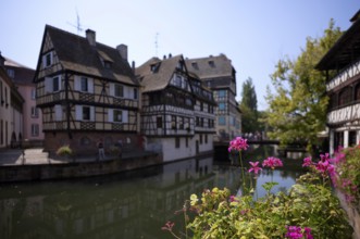 Geraniums, half-timbered houses, canal, historic district Petit France, Strasbourg, Strasbourg, old