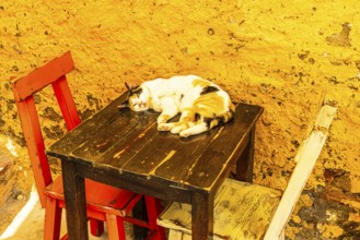 Cat sunbathing on a table in Via Cavour, Capoliveri, Elba Island, Tuscan Archipelago National Park,