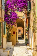 Passageway to Via Roma, purple flowering bougainvillea bush, Elba Island, Tuscan Archipelago