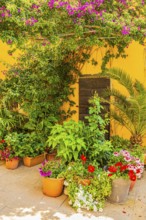 Courtyard decorated with flower pots, Capoliveri, Elba Island, Tuscan Archipelago National Park,