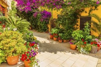 Courtyard decorated with flower pots, Capoliveri, Elba Island, Tuscan Archipelago National Park,