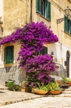 Purple flowering bougainvillea bush on the corner of a house in Piazza A Gramsci, Portoferraio,