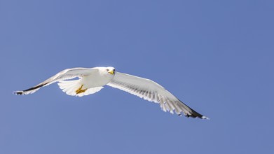 Seagull (Larinae) in flight, Elba Island, Tuscan Archipelago National Park, Tuscany, Italy
