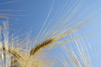 Close-up of a barley ear (Hordeum vulgare), frog perspective, North Rhine-Westphalia, Germany