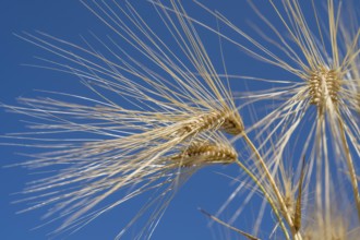 Close-up of a barley ear (Hordeum vulgare), frog perspective, North Rhine-Westphalia, Germany