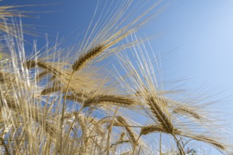 Close-up of a barley ear (Hordeum vulgare), frog perspective, North Rhine-Westphalia, Germany