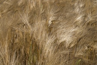 Barley field (Hordeum vulgare), background image, North Rhine-Westphalia, Germany
