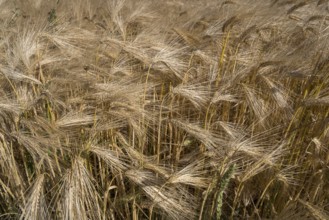 Barley field (Hordeum vulgare), background image, North Rhine-Westphalia, Germany
